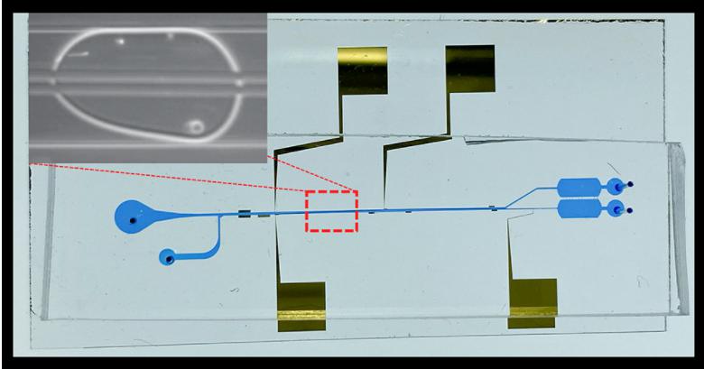 液滴內(nèi)細(xì)胞分離微流控芯片的圖像，顯示了微流控通道和電極。放大圖顯示了宿主細(xì)胞和病原菌細(xì)胞在單個(gè)油包水微滴中分離到頂部和底部