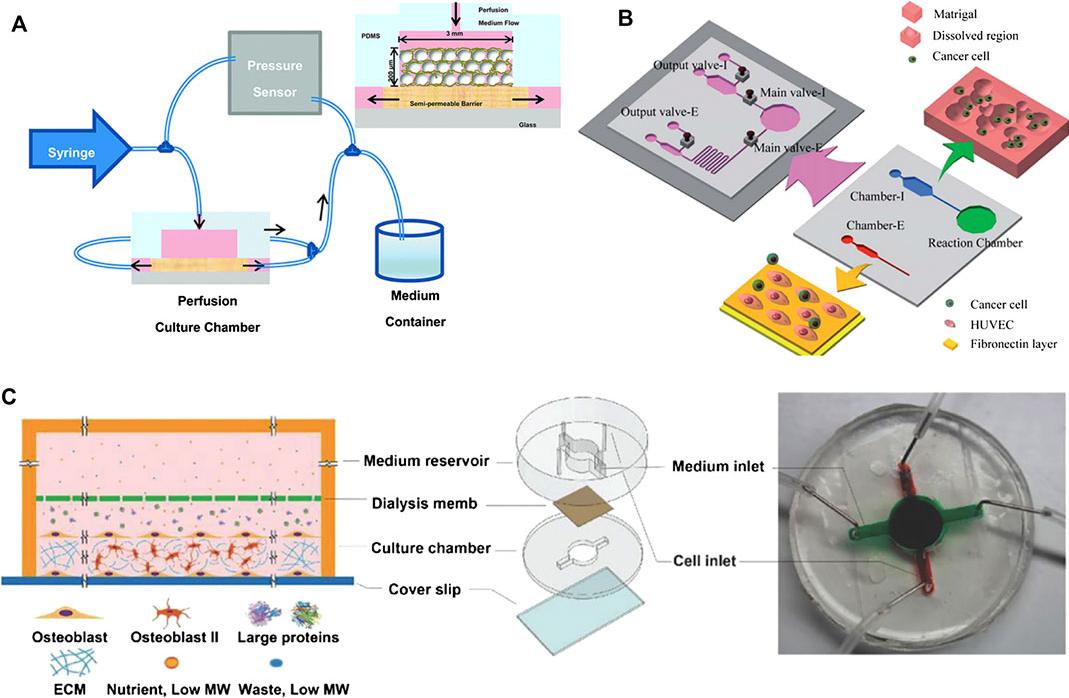 圖1。微流體骨組織模型的例子
