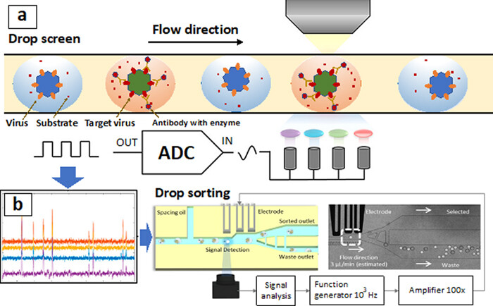 用于呼吸道病毒檢測的微流體樣品制備 用于呼吸道病毒檢測的微流體樣品制備